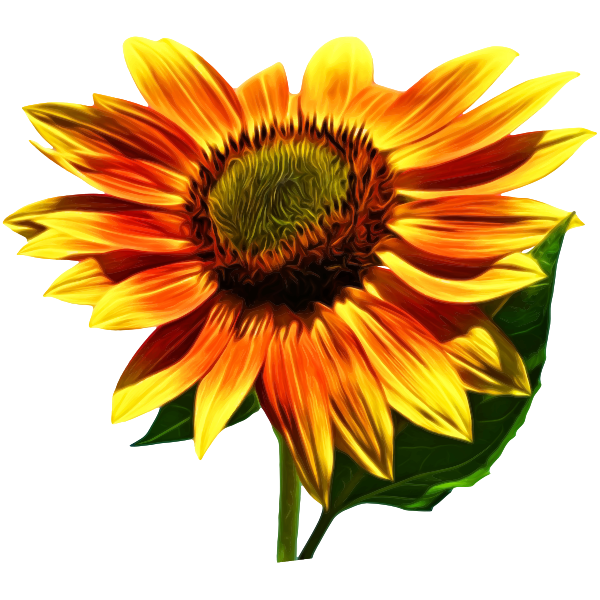 Sunflower 4