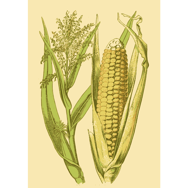 Corn in a husk