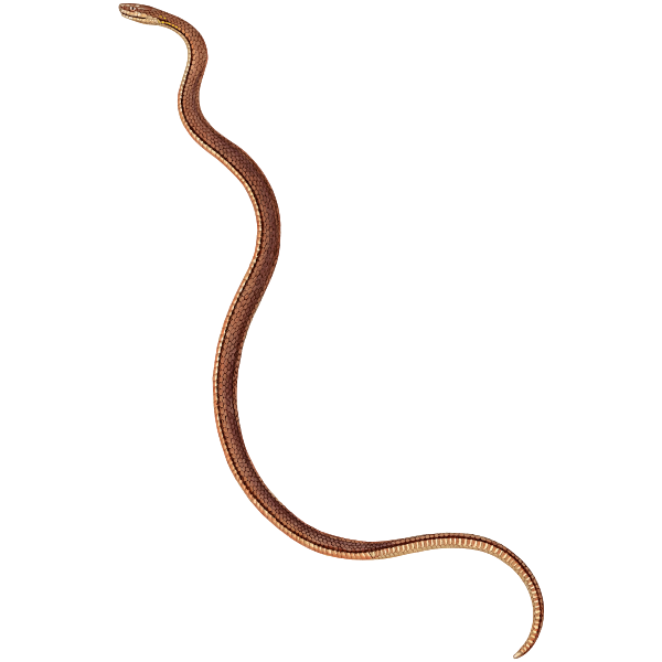 Thin brown snake