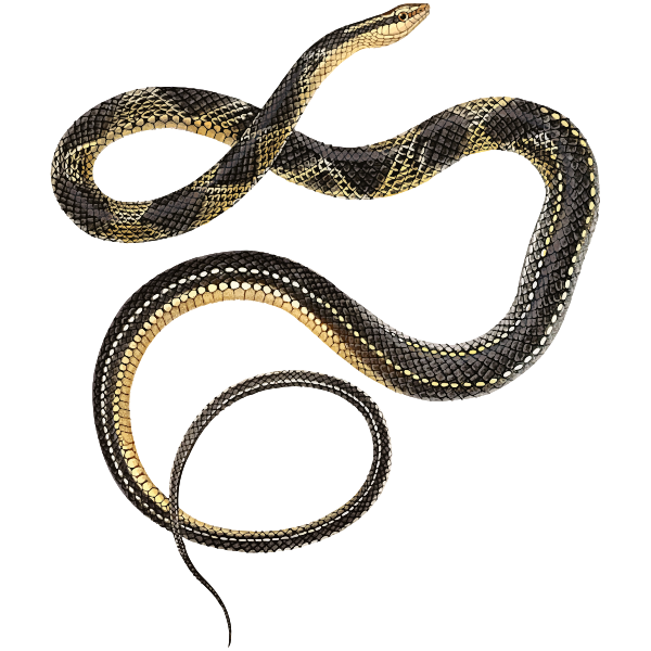 Ground Snake