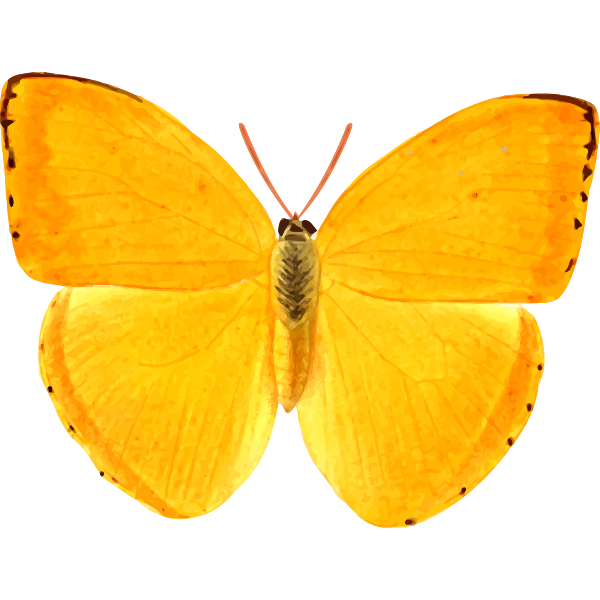 Download Orange giant butterfly | Free SVG