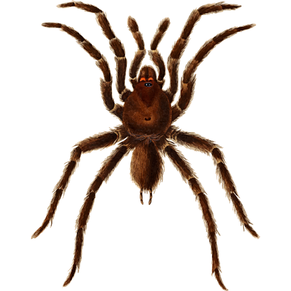 Mygale spider