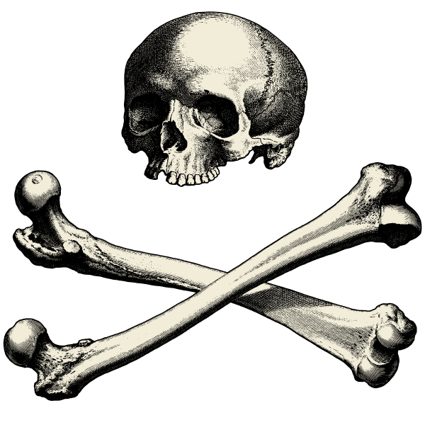 Skull with bones vector image