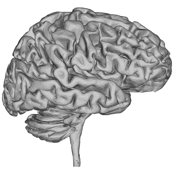 File:Human-brain-vector.svg - Wikimedia Commons