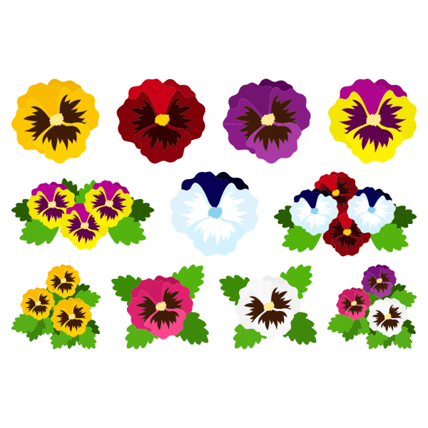Colorful Pansies