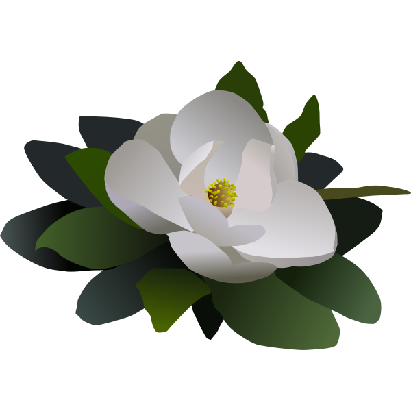 Magnolia flower flor | Free SVG