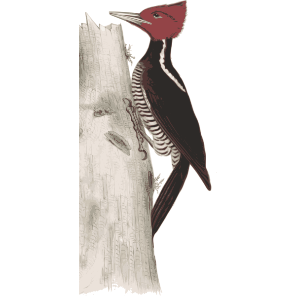 Woodpecker 1