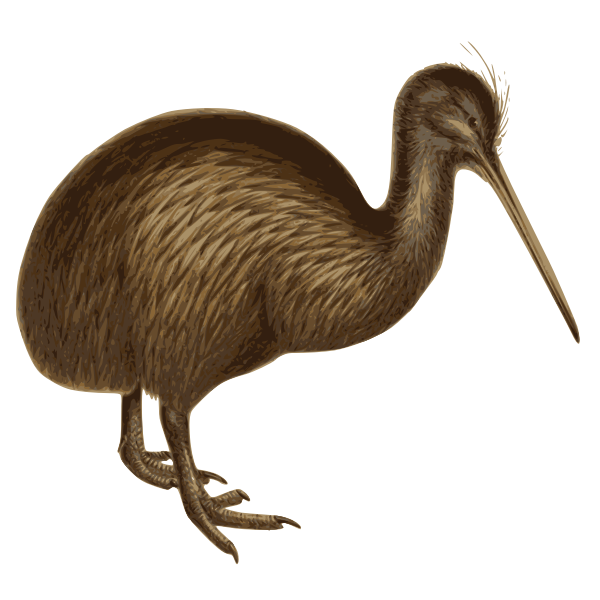 Kiwi Bird