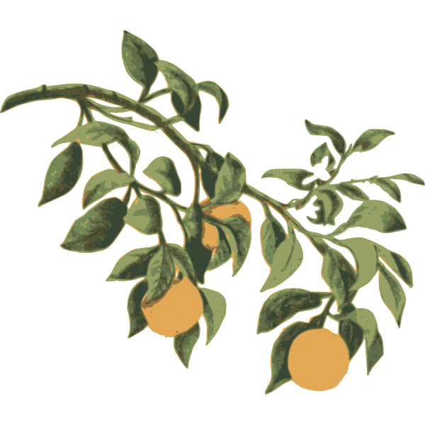Oranges on a branch Free SVG