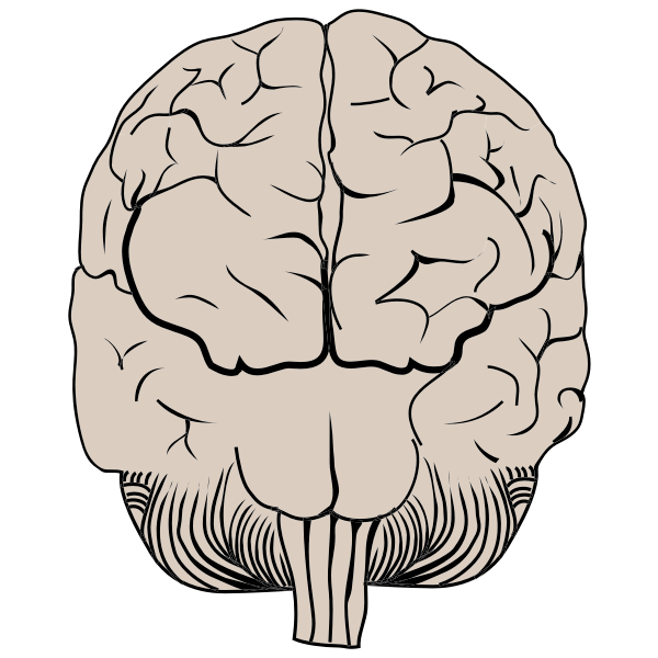 Brain Anatomy Posterior View