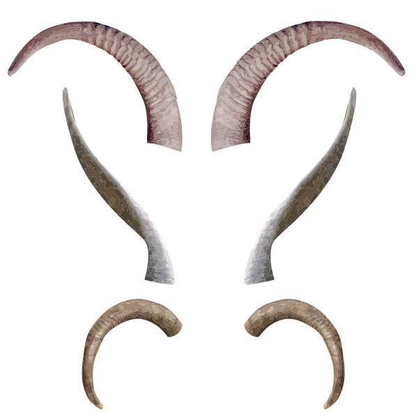horns antlers body parts