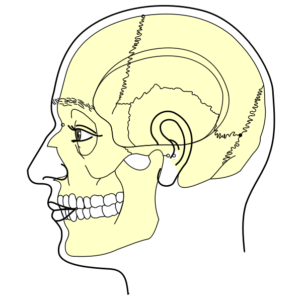 Grays Anatomy Side View Of Head Minus Labels