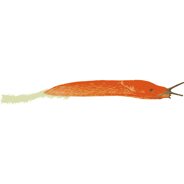 Orange Slug - Isolated