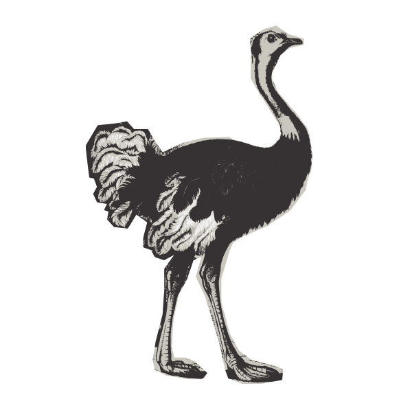 Basic Ostrich