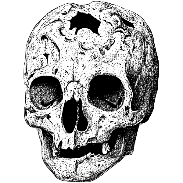 Broken skull vector image