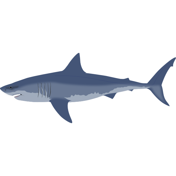 Great white shark | Free SVG