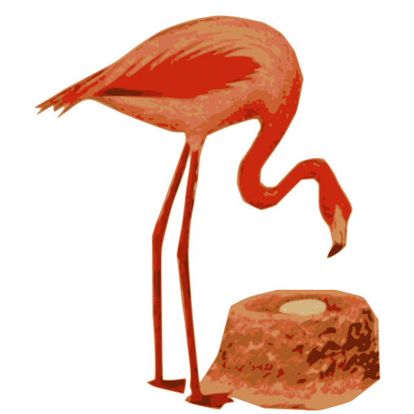 राजहंस पक्षी के बारे में जानकारी 2023 | Flamingo Bird In Hindi
