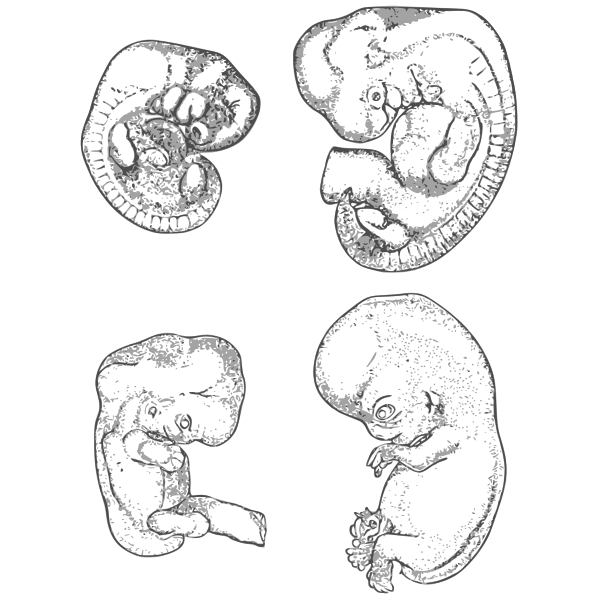 Embryo Stages