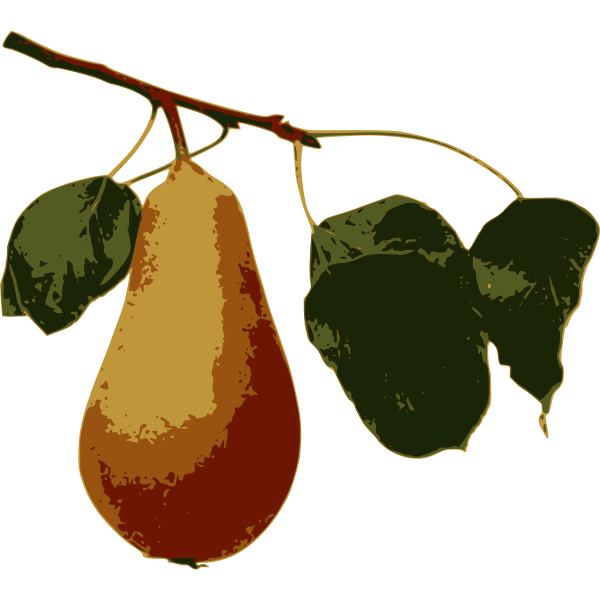 Pear on a Branch