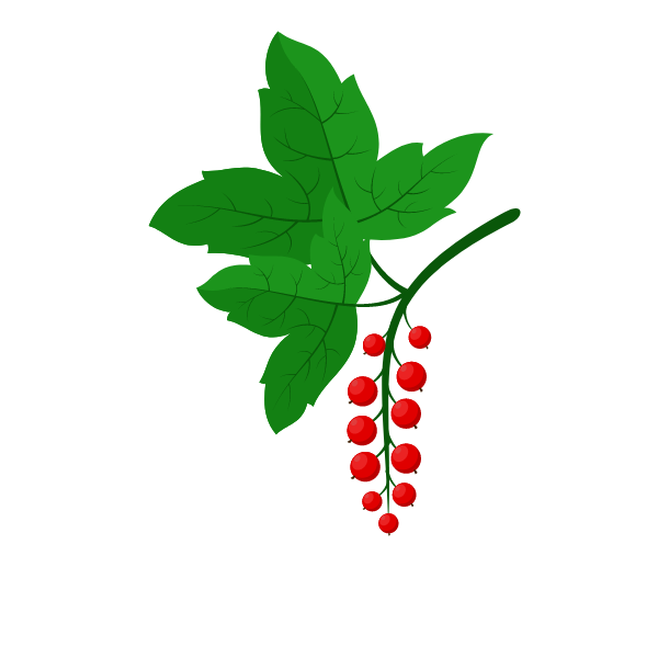 Redcurrant branch