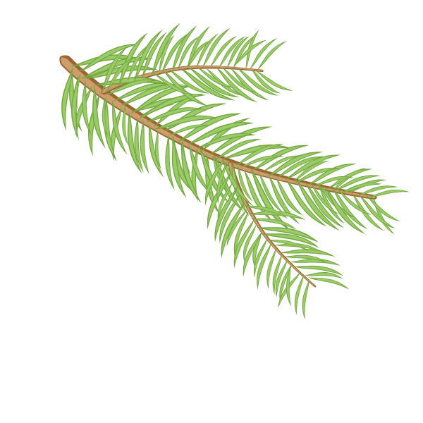 Spruce branch plant