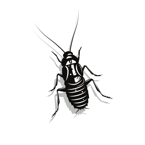 Cockroach bug