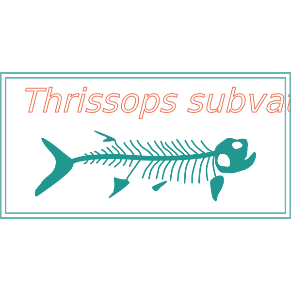 Thrissops subvatus fish fossil