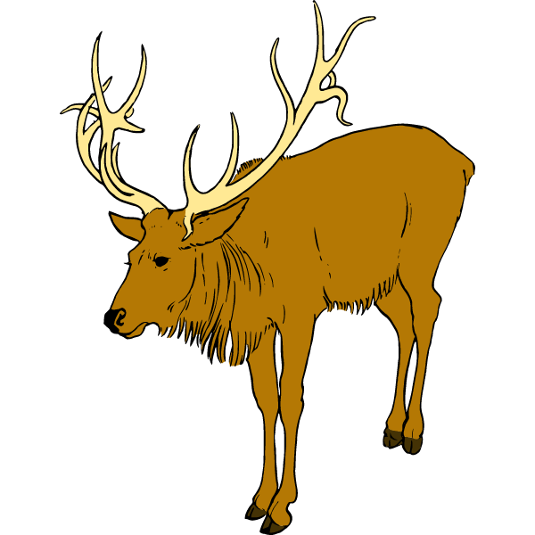 deer