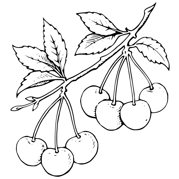 Cherry 2a