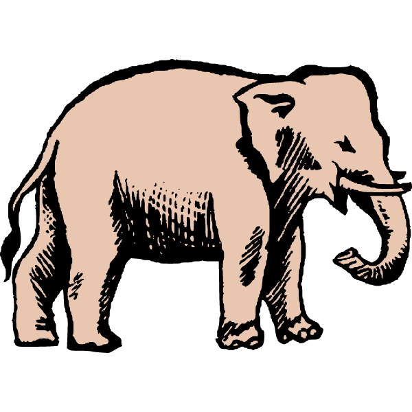 Elephant 13