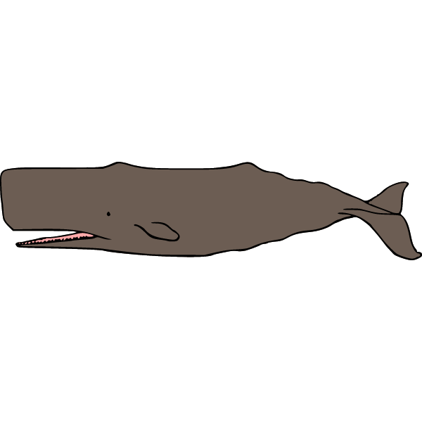 Sperm whale (simpler version)