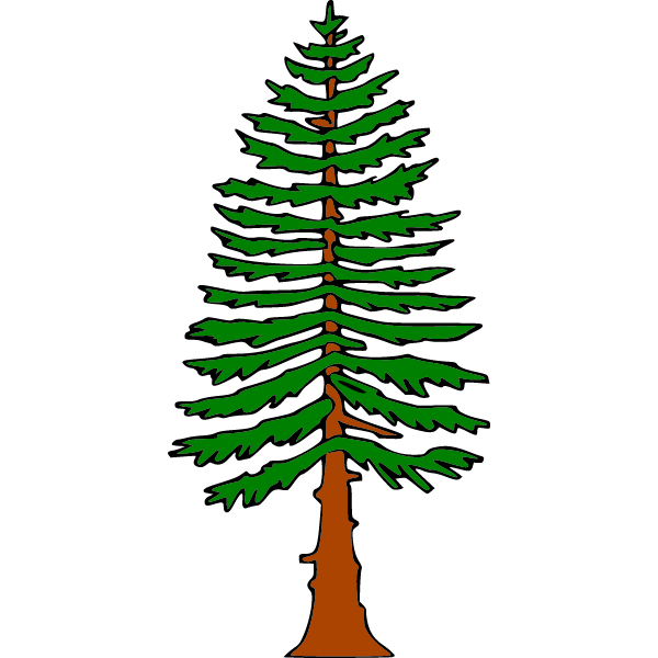 Pine 5