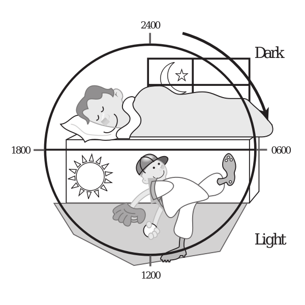 Vector illustration of the 24-hour light/dark cycle