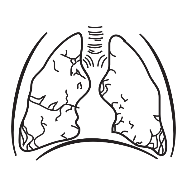 Human lungs vector image