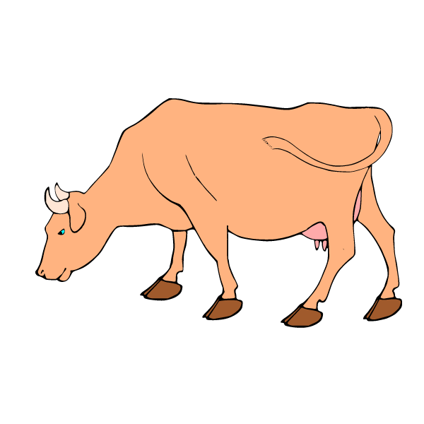 A cow with big hooves