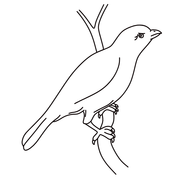 A bird that has stage fright