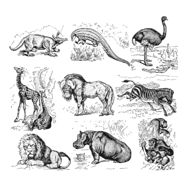African animals vector collection