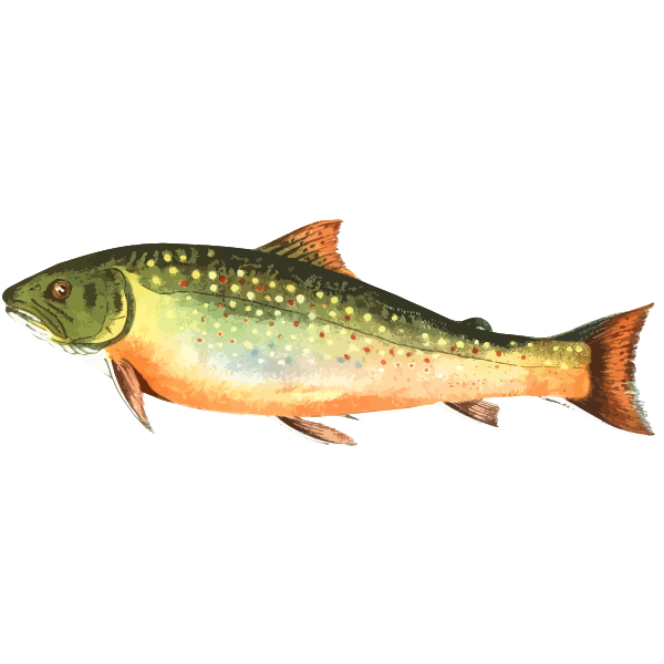 AmericanBrookTrout