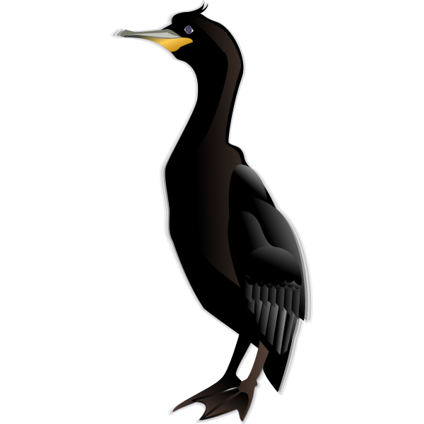 Anonymous Cormorant