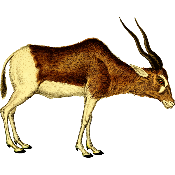 Antelope vector illustration