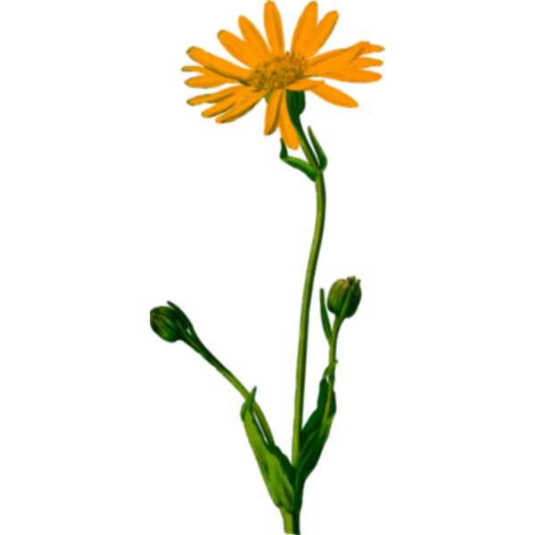 Marigold plant