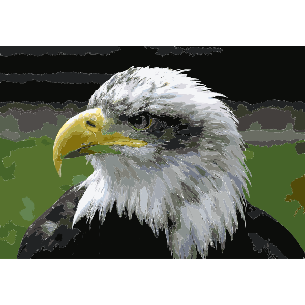 Bald eagle closeup arp sh 750pix 2016052811