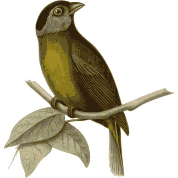 Moss-backed tanager