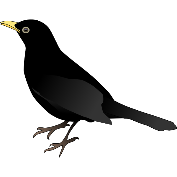 Bird Black NEW