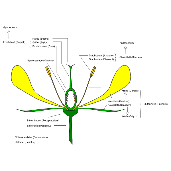 Diagram of flower vector image