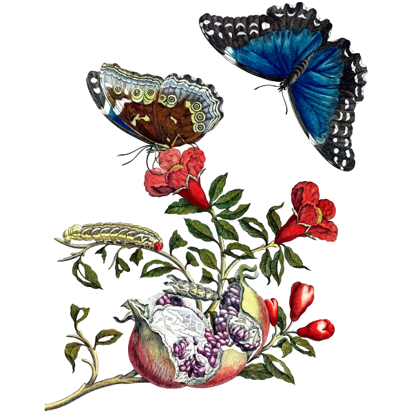 ButterfliesOnPomegranate