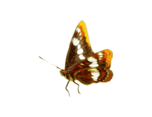 Butterfly 01