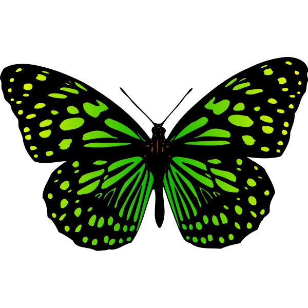Download Butterfly 17 Colour 2 Free Svg