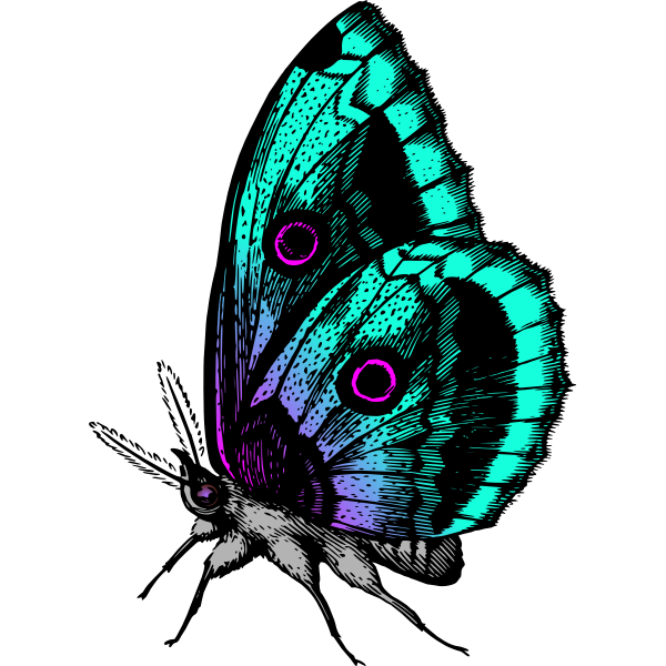 Download Butterfly In Many Colors Free Svg