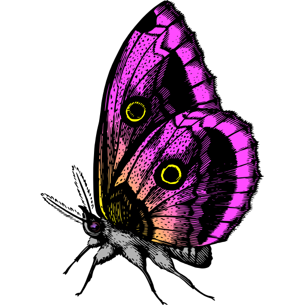 Free Free Butterfly Purple Svg 571 SVG PNG EPS DXF File